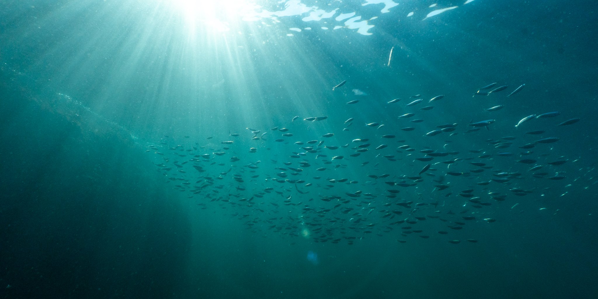 Light rays through deep water with a distant school of fish