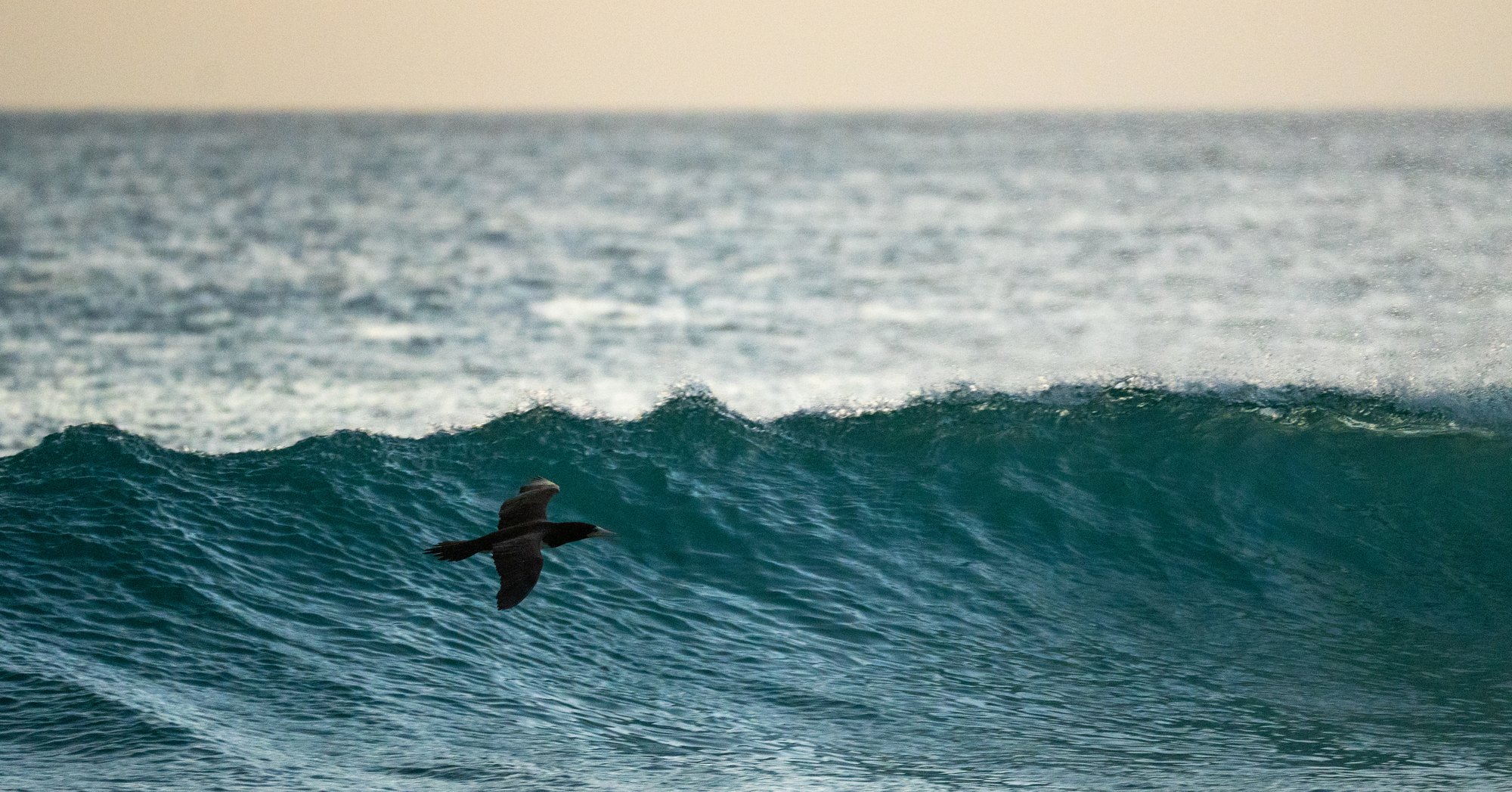 Brown booby gliding over a breaking wave at sunset, Arraial do Cabo