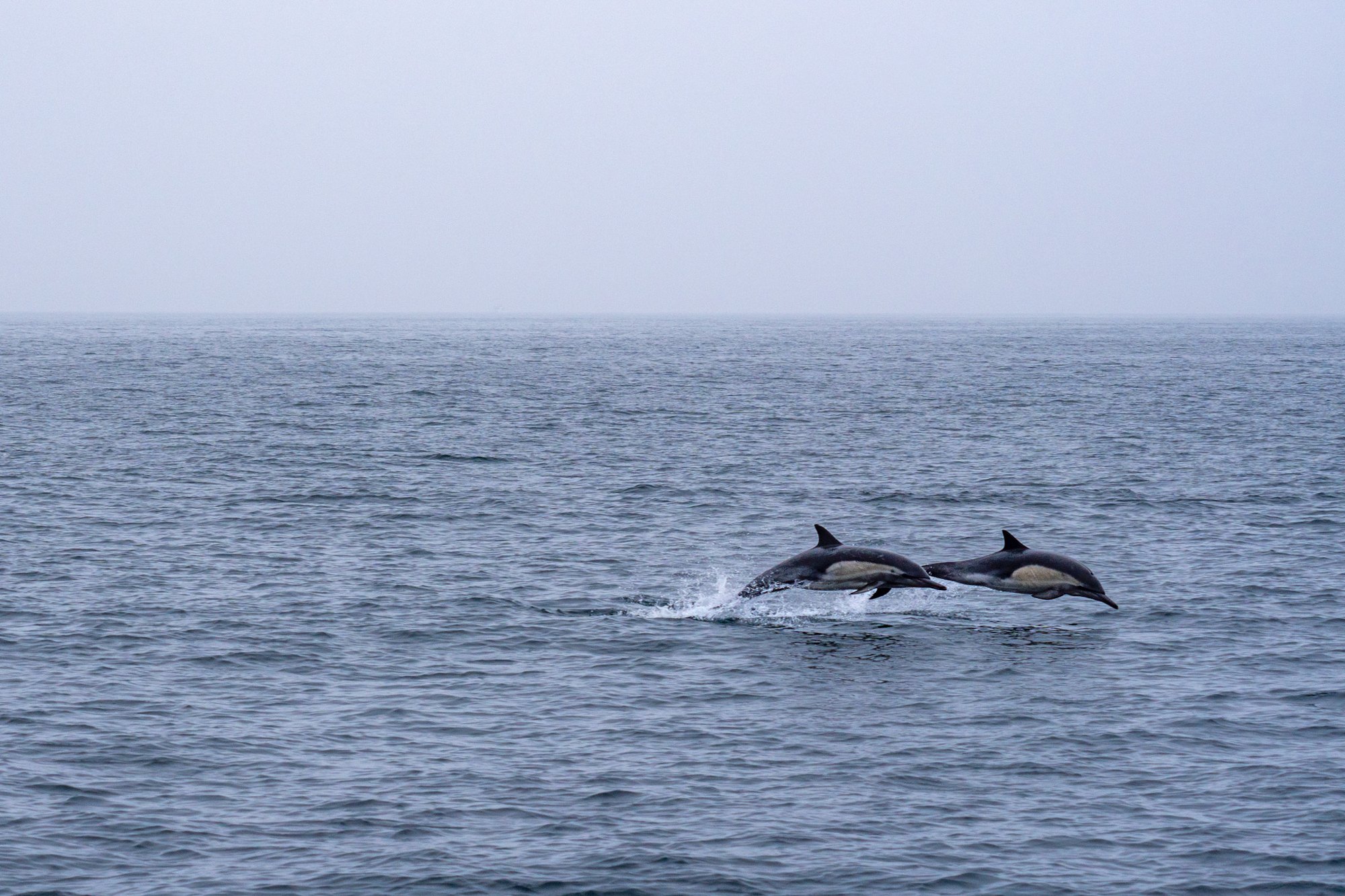 Two common dolphins leaping out of the water, California
