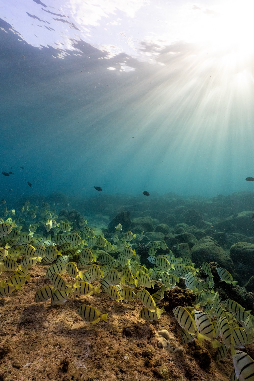 Vibrant school of fish under sunrise light rays, Oahu