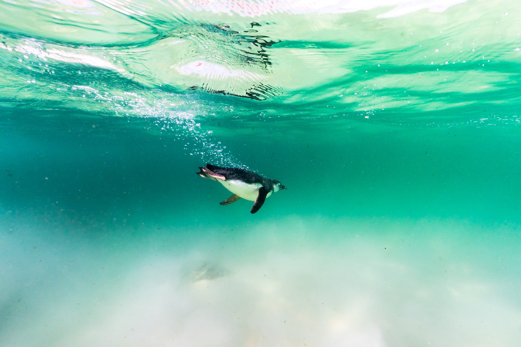 Magellanic penguin diving in clear water, Rio de Janeiro