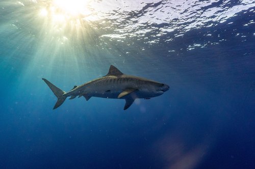 Female tiger shark under early morning light rays, Oahu