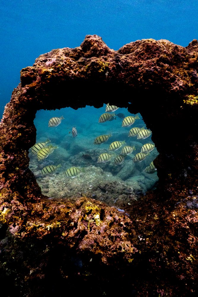 School of fish framed by a coral arch, Three Tables beach, Hawai'i
