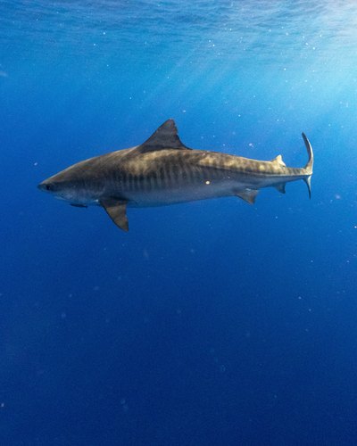 Female tiger shark beneath rays of light near the surface, Oahu