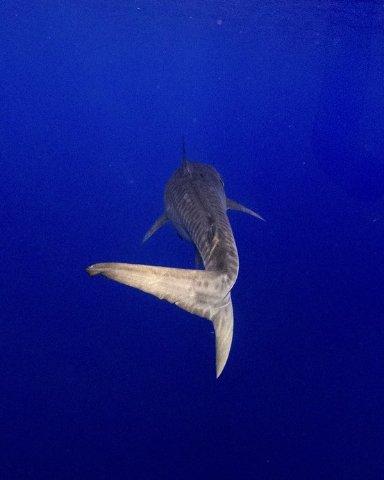 Tail of a 12ft tiger shark swimming away in deep blue, Oahu
