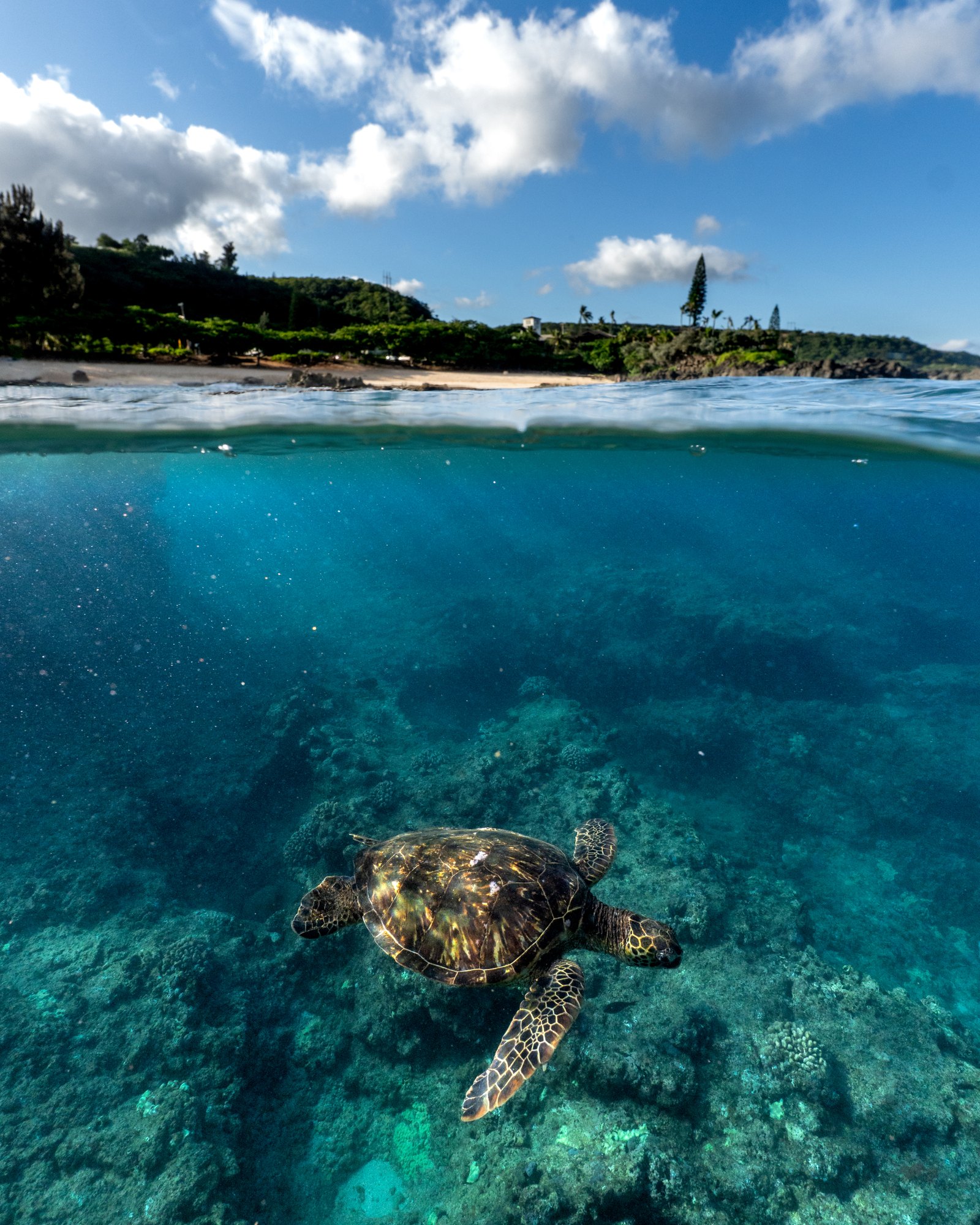 Green sea turtle diving at Three Tables beach, Oahu
