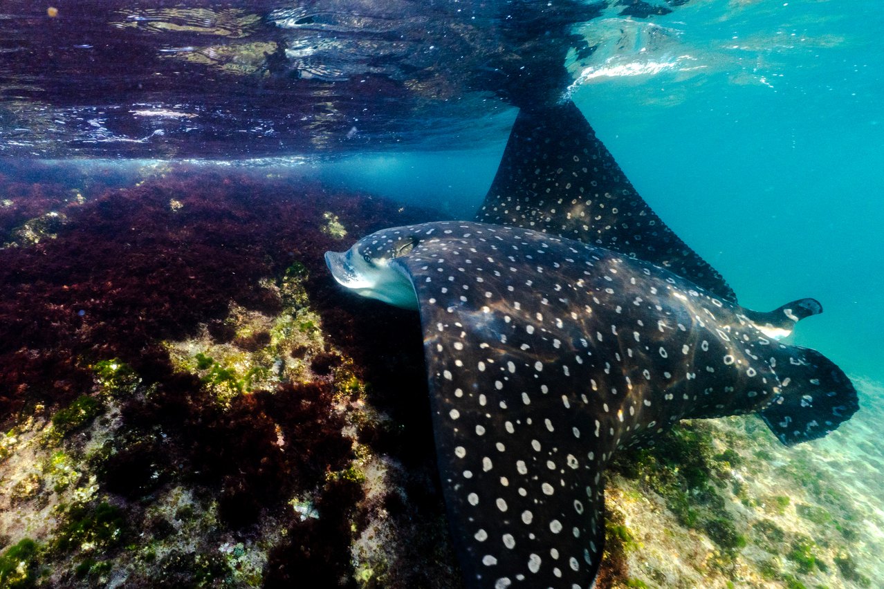 Spotted eagle ray in Rio de Janeiro's Hope Spot