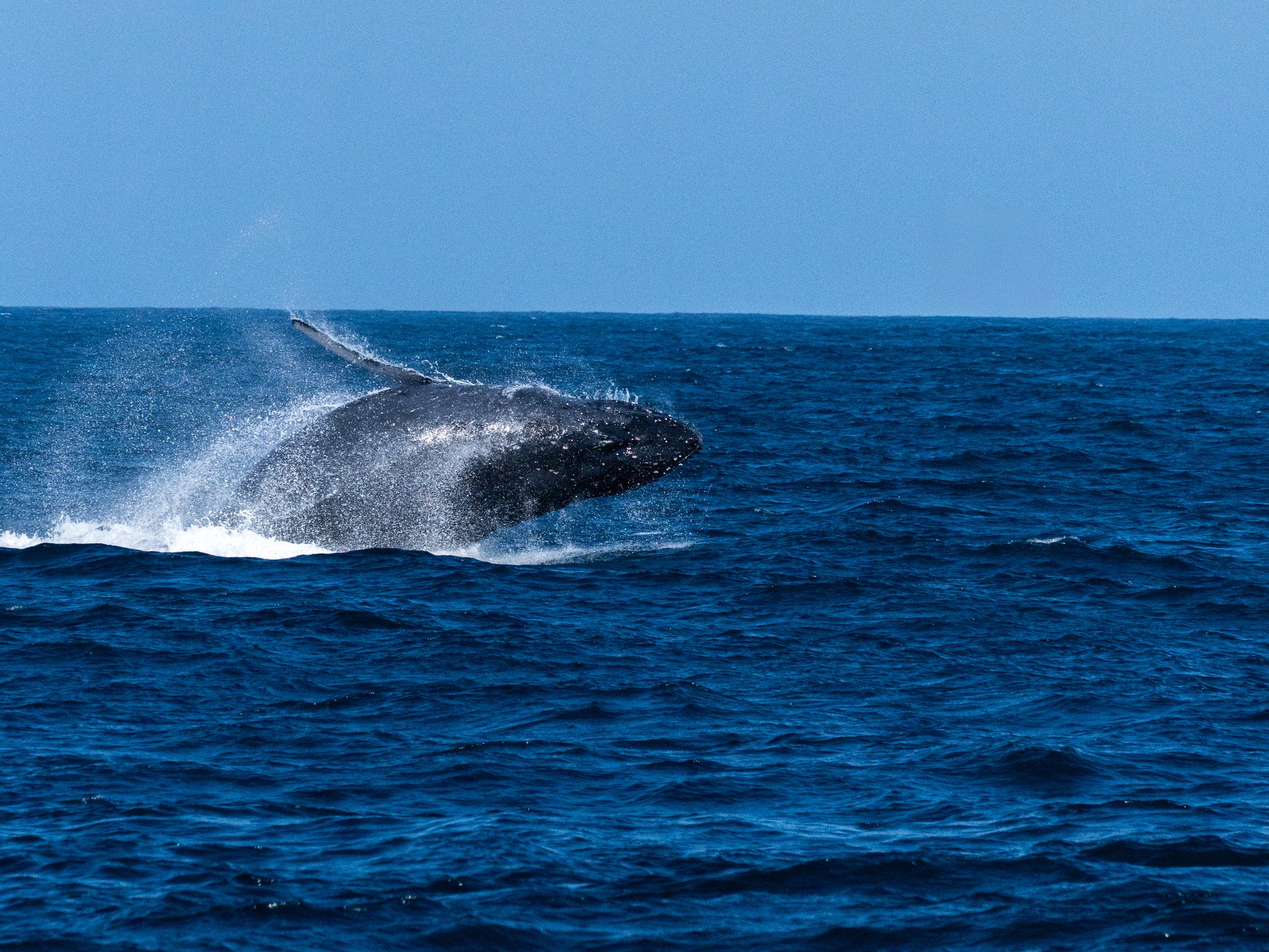 Humpback whale breaching during the migration off Rio de Janeiro