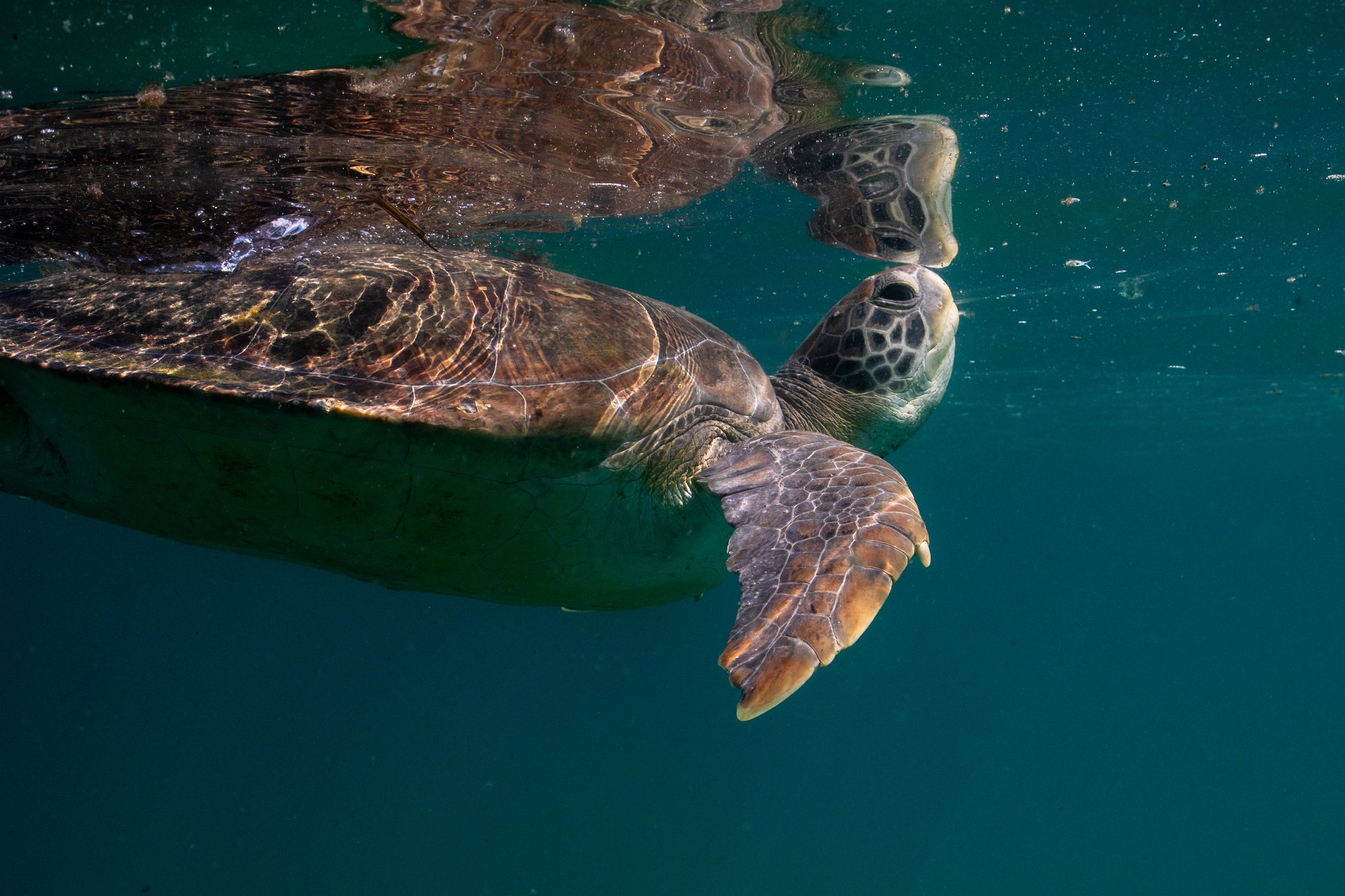Green sea turtle surfacing to breathe, Arraial do Cabo, Brazil