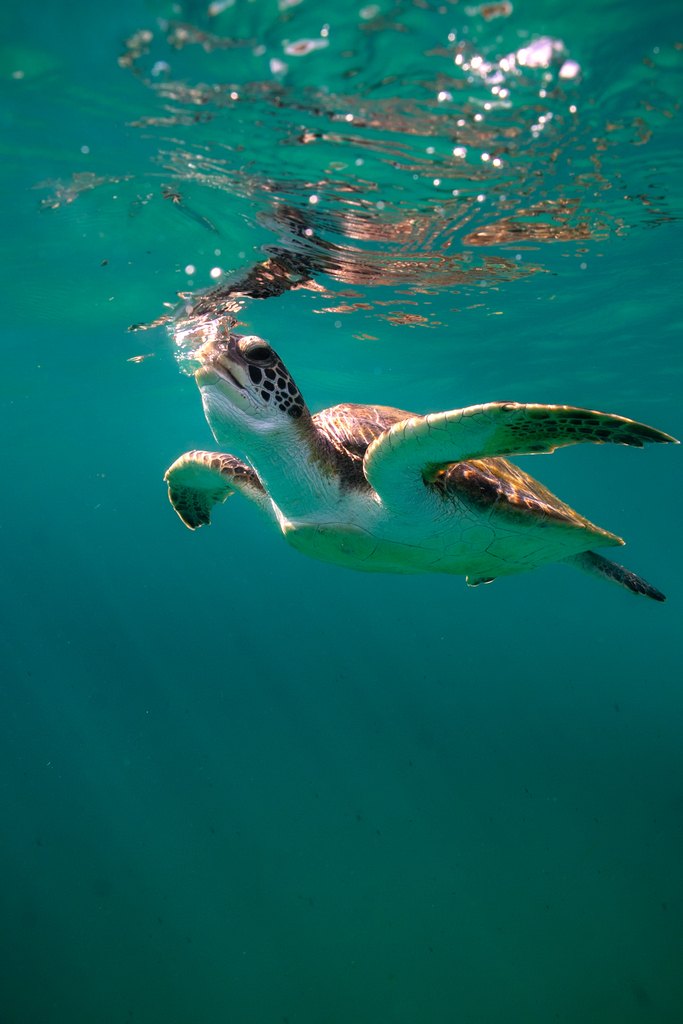 Green sea turtle releasing a breath underwater, Arraial do Cabo, Brazil